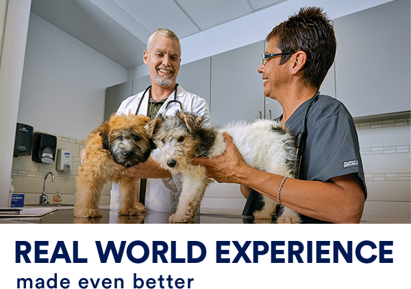 petco daycare near me