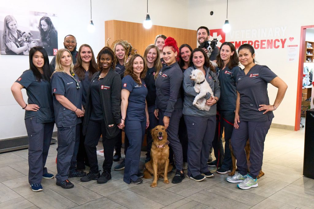 Veterinary Emergency Group Careers Search Jobs VEG