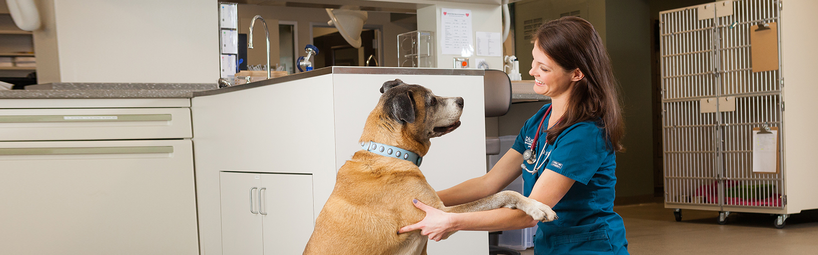 2.0CareerAreasHero Blue Pearl Veterinary