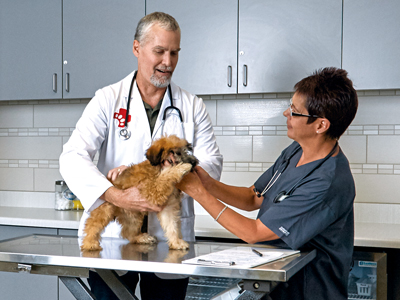 Veterinarian Holding Dog