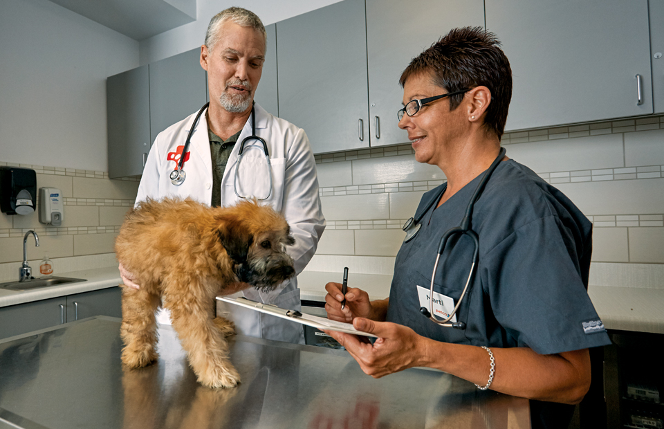 A male veterinarian and a female veterinary assistant talking while working with two fluffy puppies on an exam table.