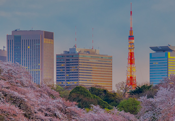 La Tokyo Tower circondata dagli edifici circostanti e dai fiori di ciliegio in piena fioritura